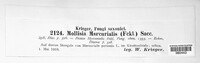 Mollisia mercurialis image